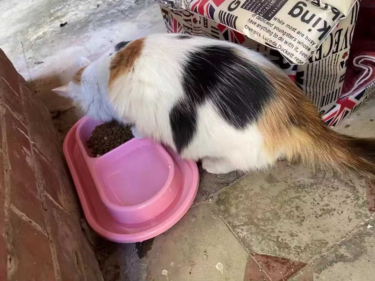 Factory Hot Sale Anti- Ant Plastic Blue Pink Double Pet Bowl Cat Bowls